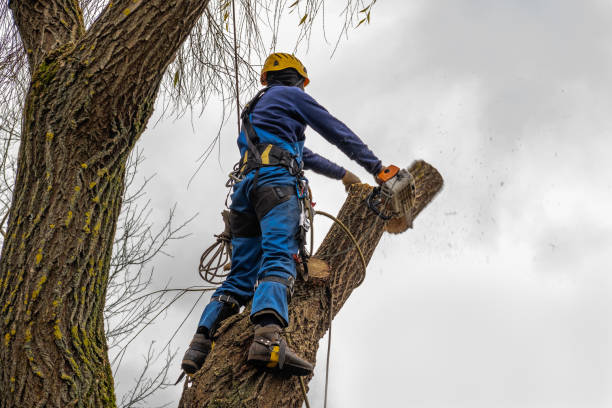 Best Tree Trimming Near Me  in Churchill, PA